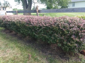Here are multiple barberry bushes that has created a hedge