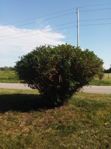 After: This 8' Forsythia bush had a natural vase shape