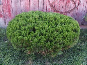 This large juniper bush was lightly trimmed in the heat of the summer