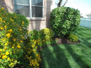 Trim flowering bushes after their blooming cycle so you don't loose any flowers the next year