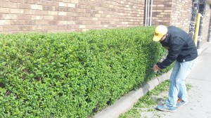 Trimming a hedge line in a restaurant's drive thru lane