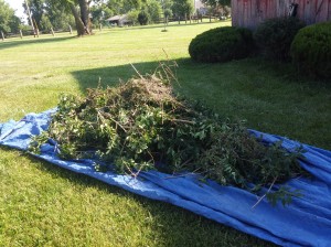 Rake the trimming debris into piles to place in paper lawn bags or rake directly into a tarp and haul off