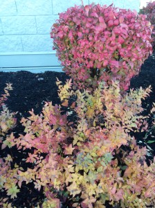 Don't forget to add seasonal color and interest in your landscape. Here is a burning bush and a spirea that brings excellent fall color