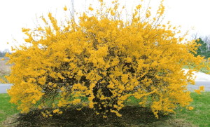 Full Shot Yellow Flowered Tree