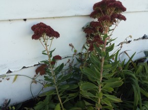 This sedum plant was installed too close to the garage. As it grew; it would touch the siding which trapped moisture and caused wood rot.